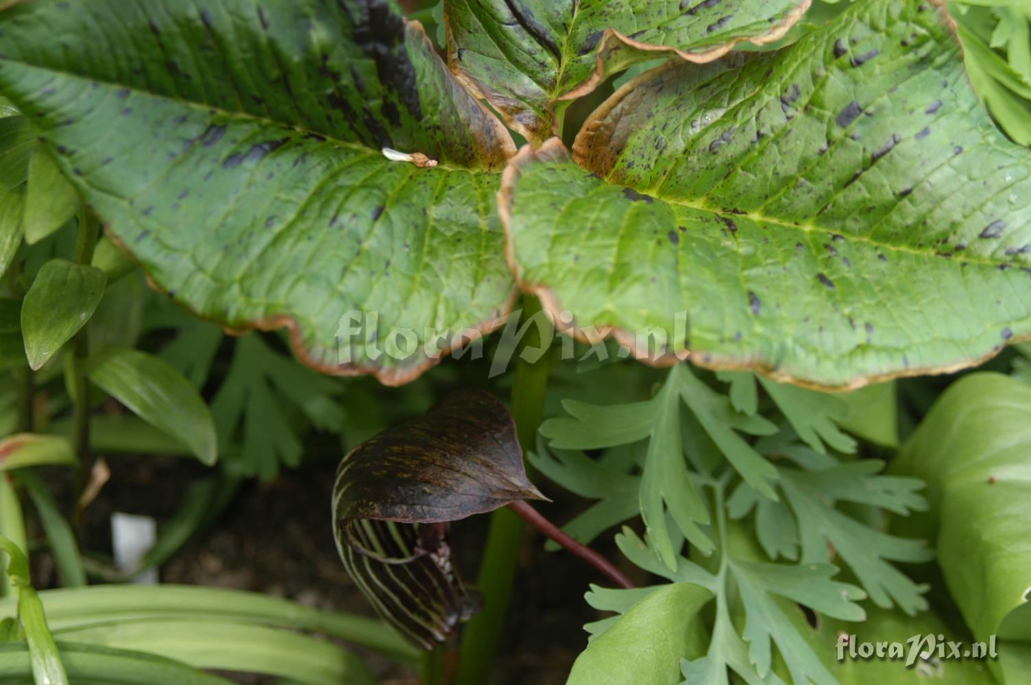 Arisaema wilsonii