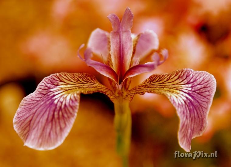 Iris enhanced