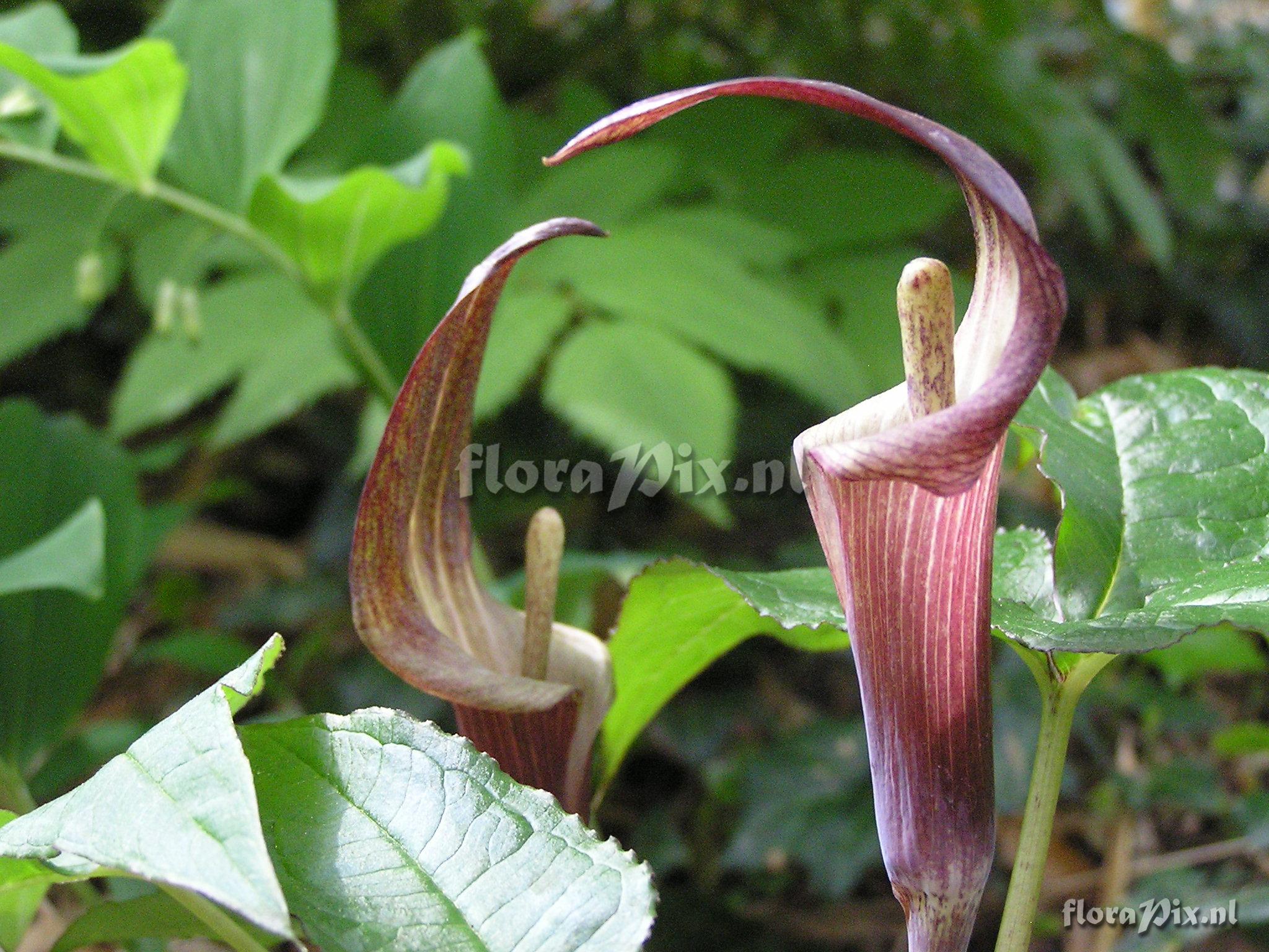 Arisaema ternatipartitum