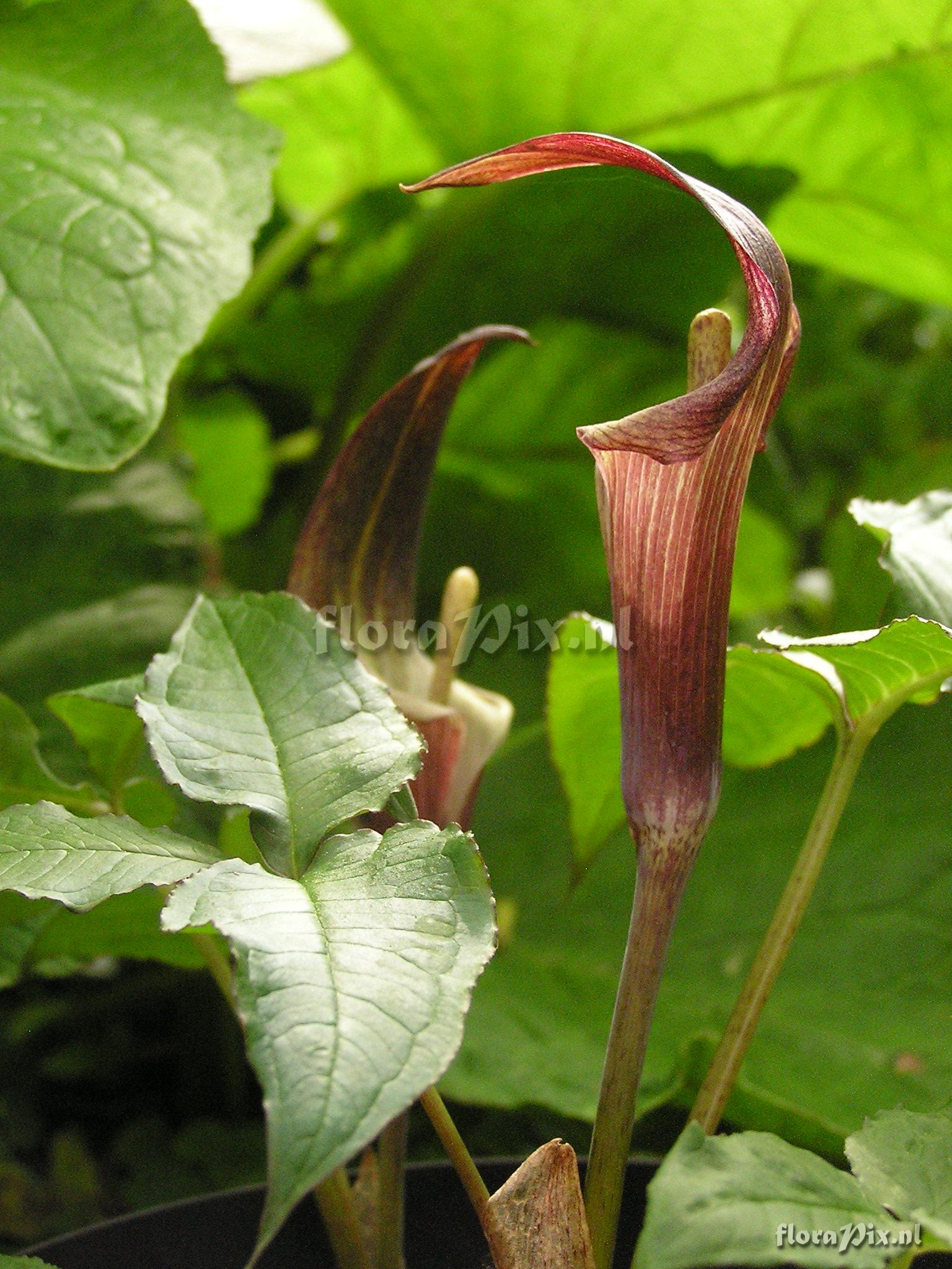 Arisaema ternatipartitum