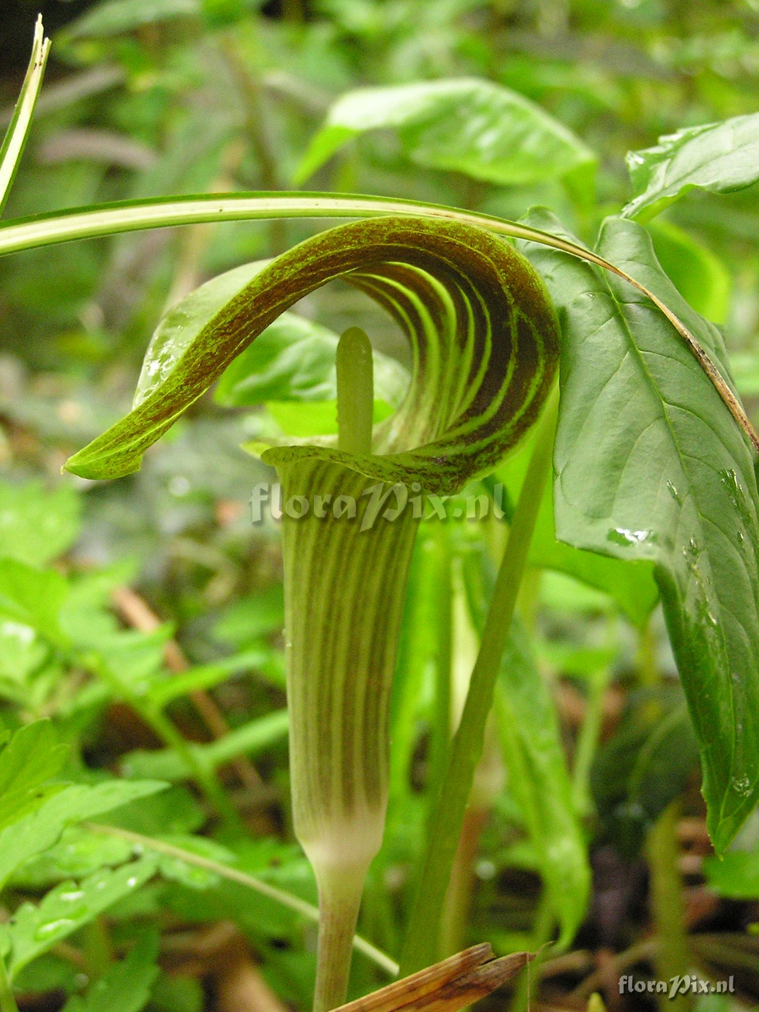 Arisaema triphyllum?