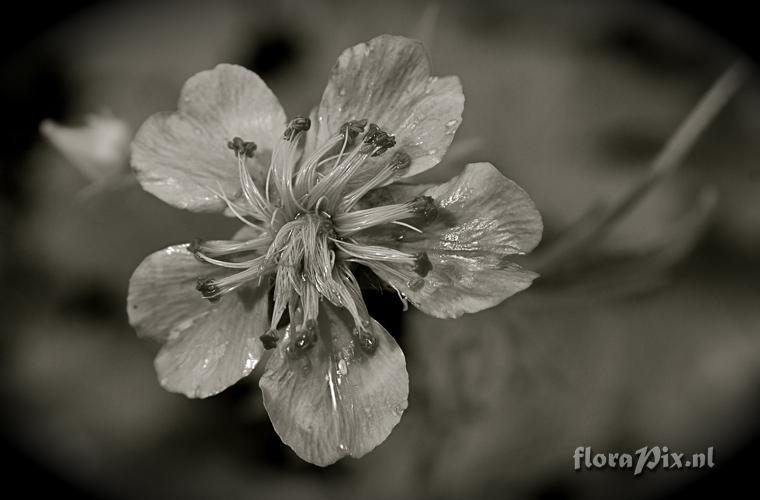 Geum