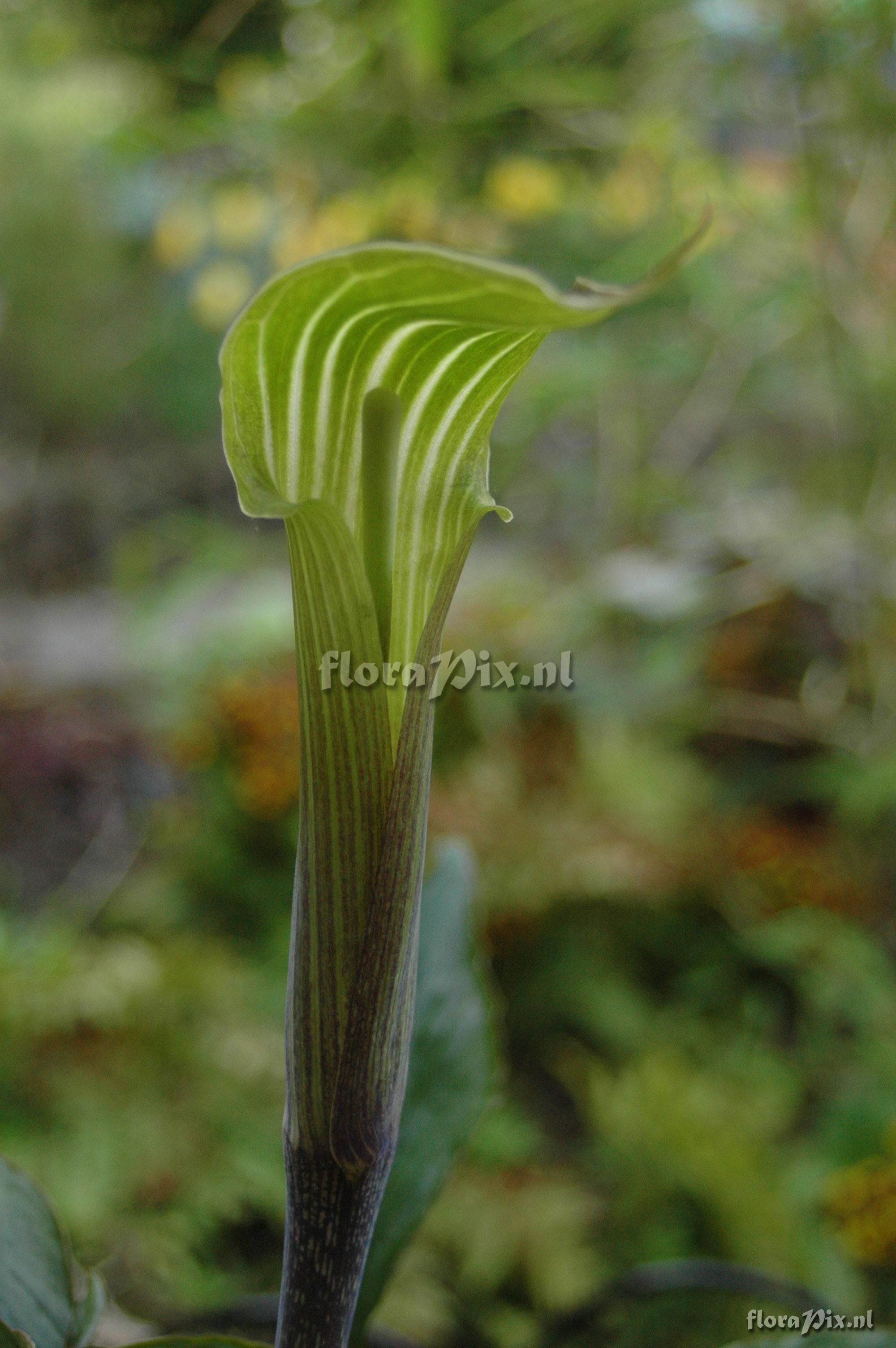 Arisaema maximowiczii