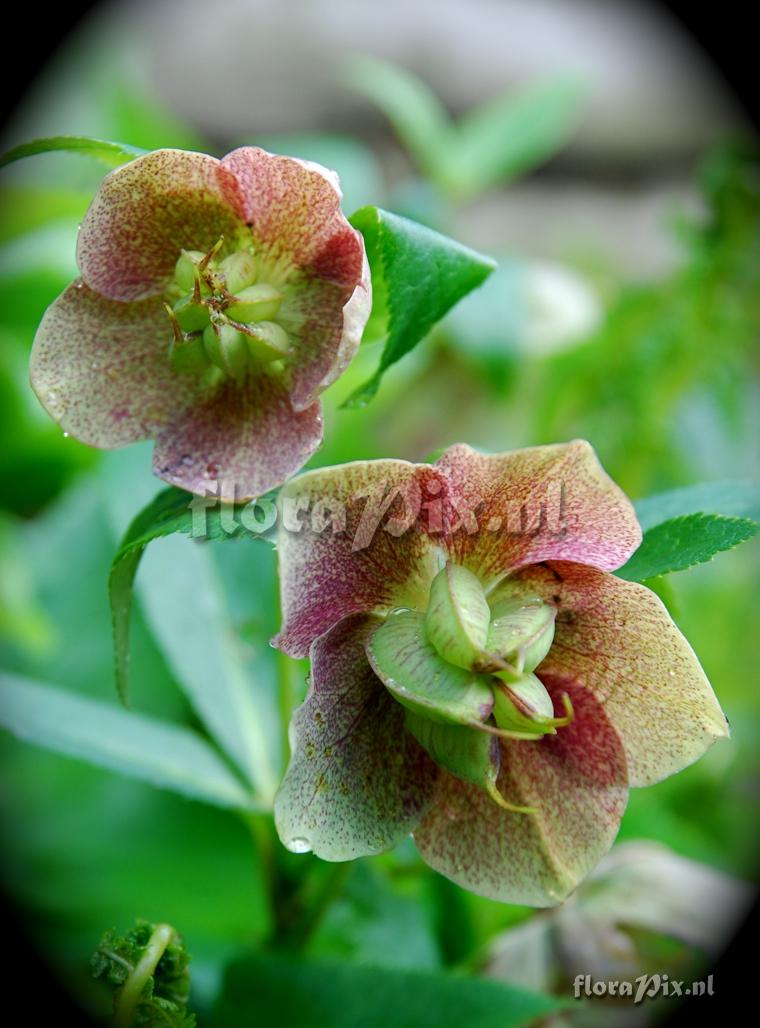 Helleborus