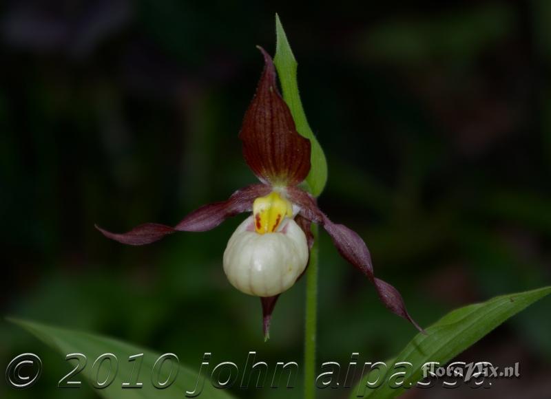 Cypripedium Sebastian