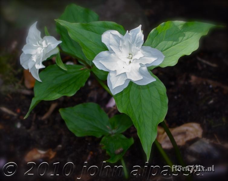 Trillium grandiflorum double