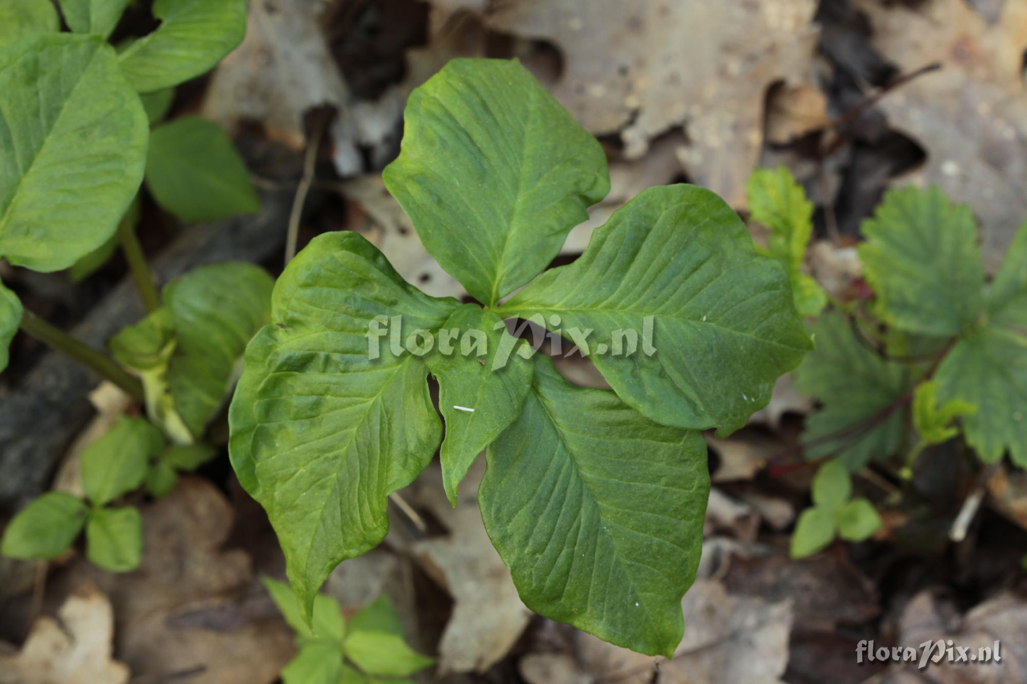 Arisaema triphyllum