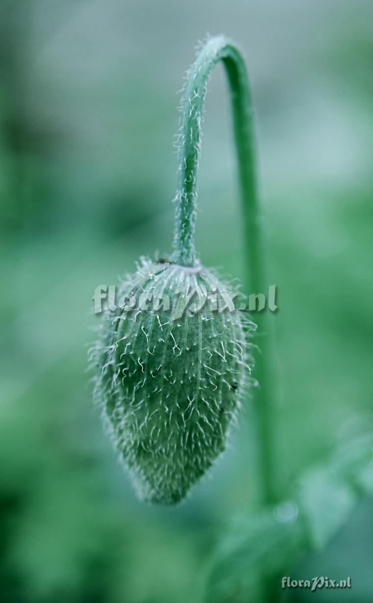 Poppy bud