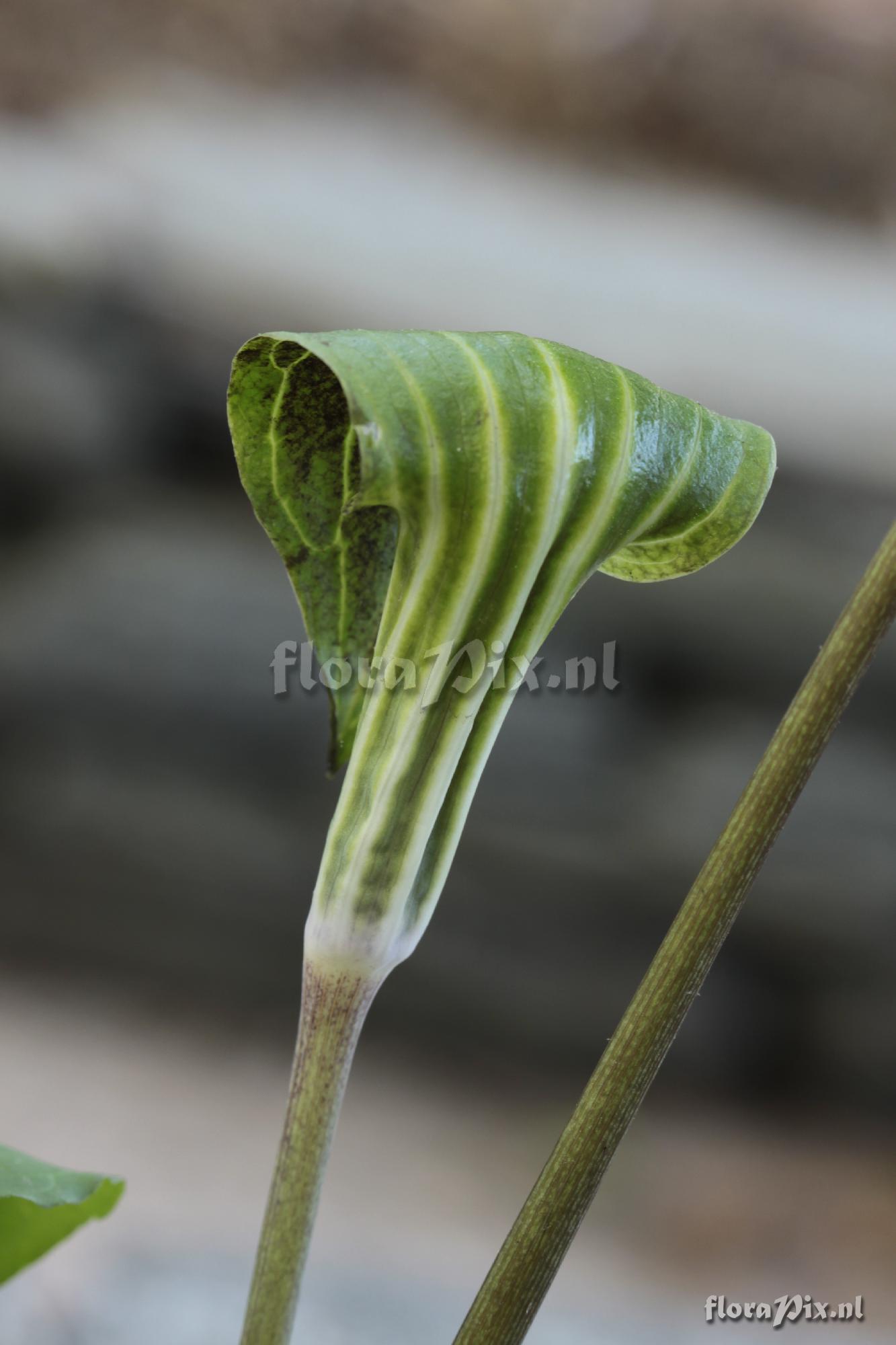 Arisaema triphyllum var. stewardsonii