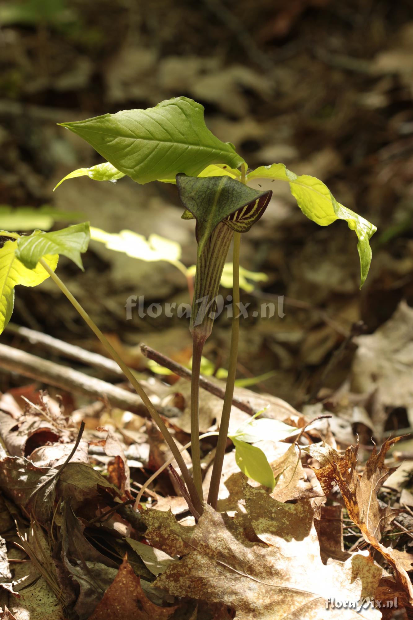 Arisaema triphyllum