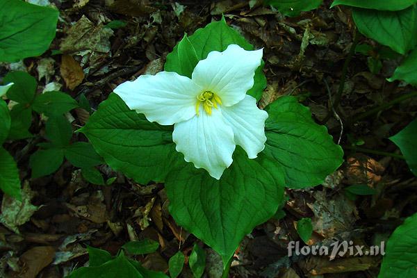 Trillium grandiflorum