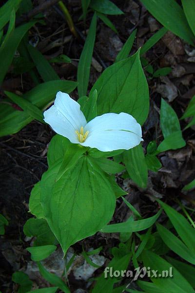 Trillium grandiflorum