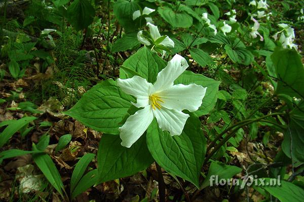 Trillium grandiflorum