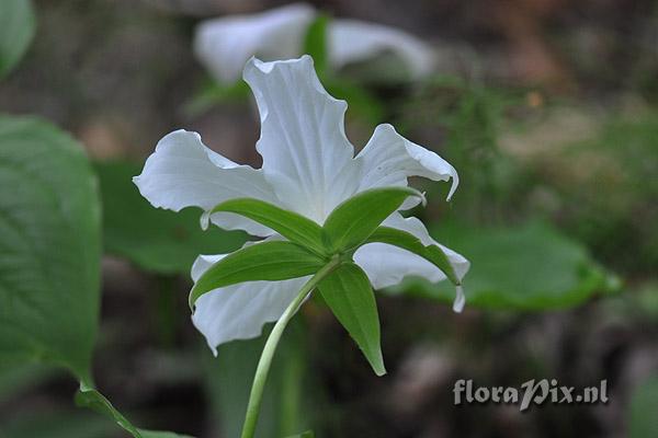 Trillium grandiflorum