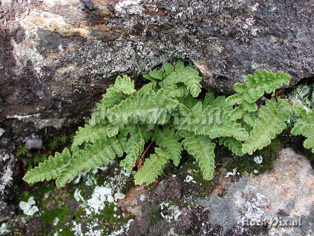 Woodsia alpina