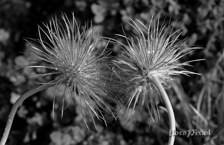 Pulsatilla seedheads