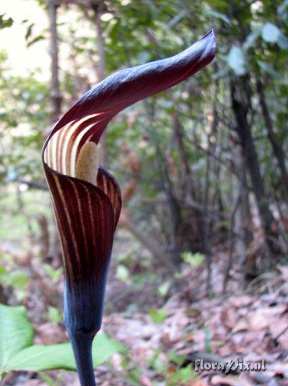 Arisaema engleri