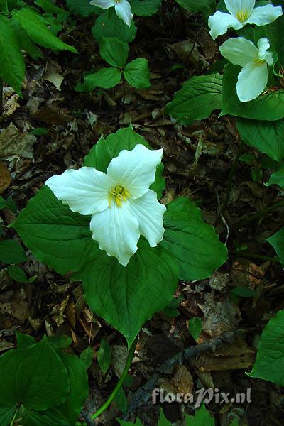 Trillium grandiflorum