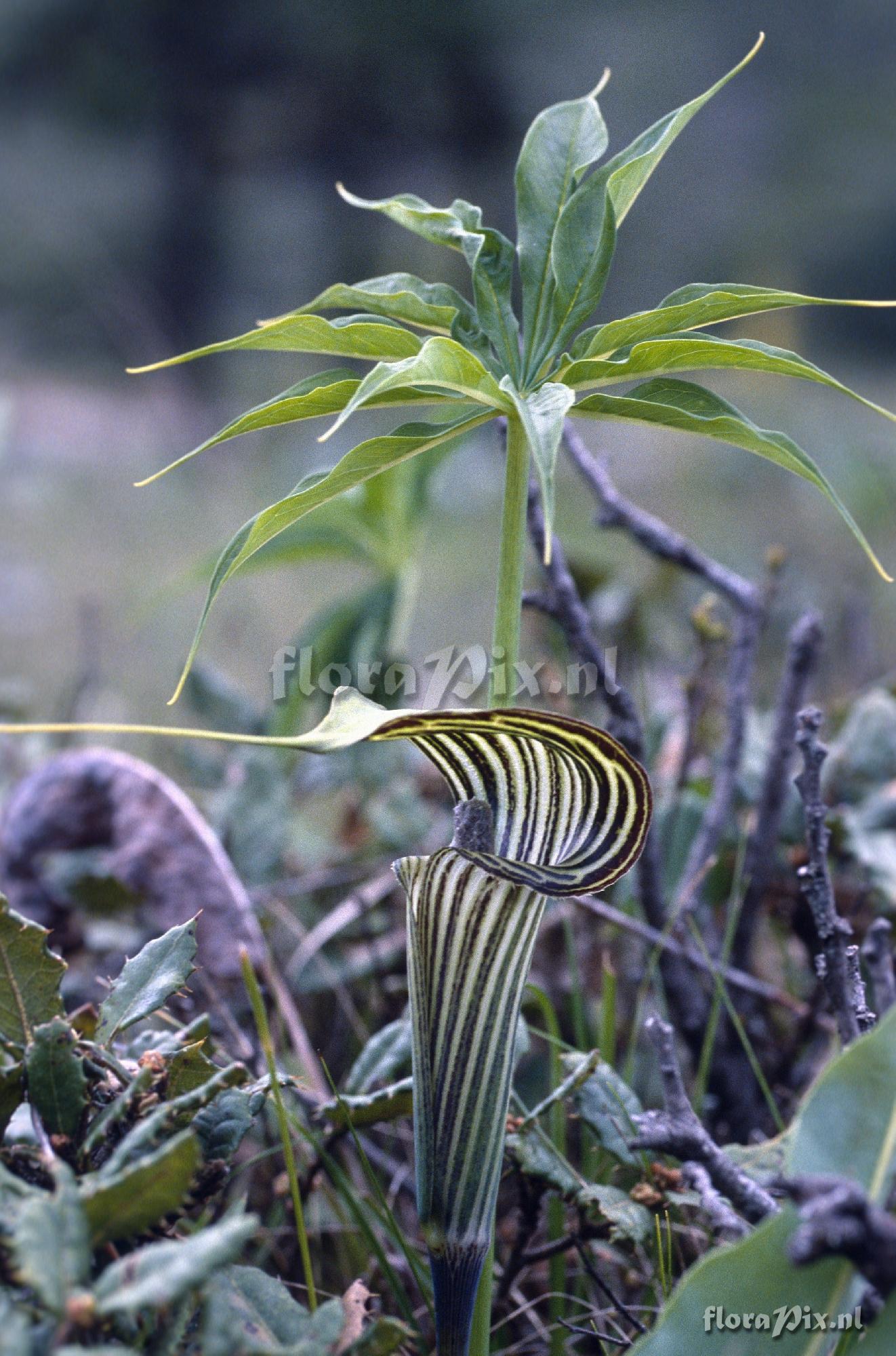 Arisaema ciliatum