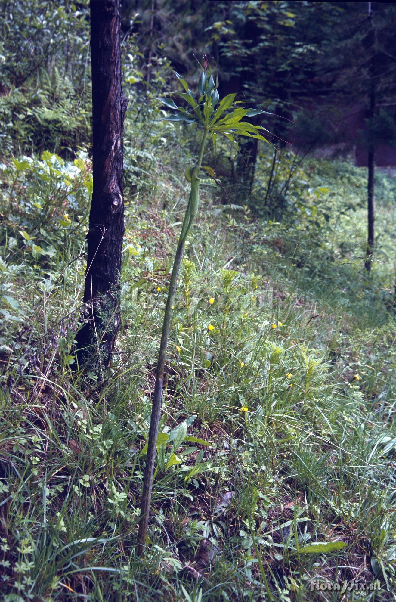 Arisaema consanguineum