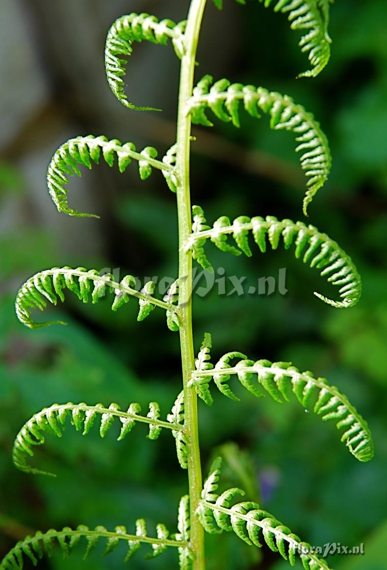 Fern sp. unfurling