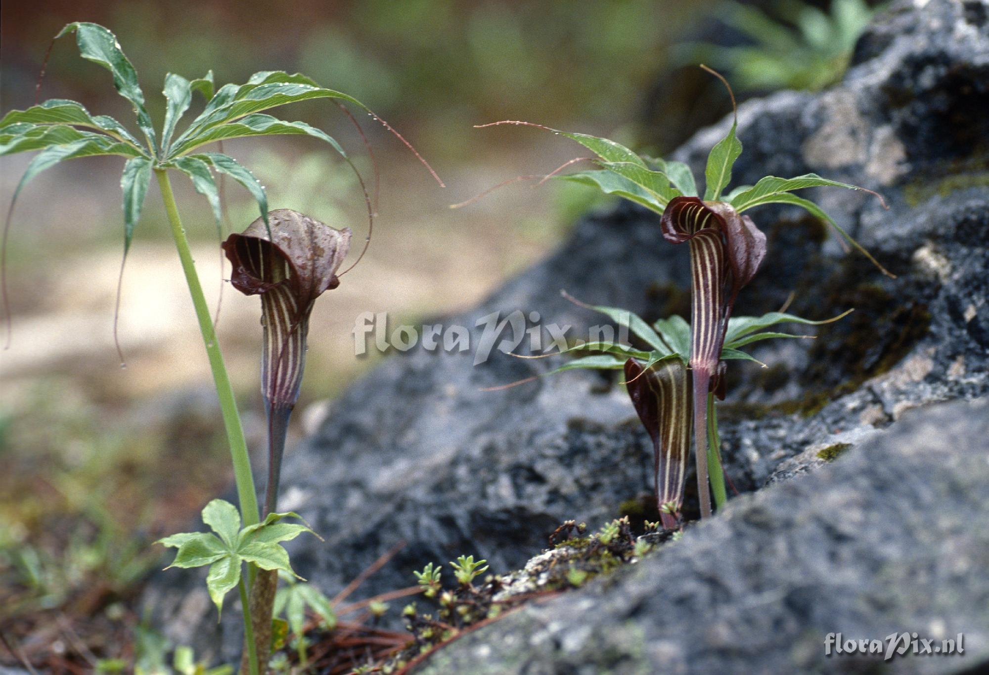 Arisaema ciliatum