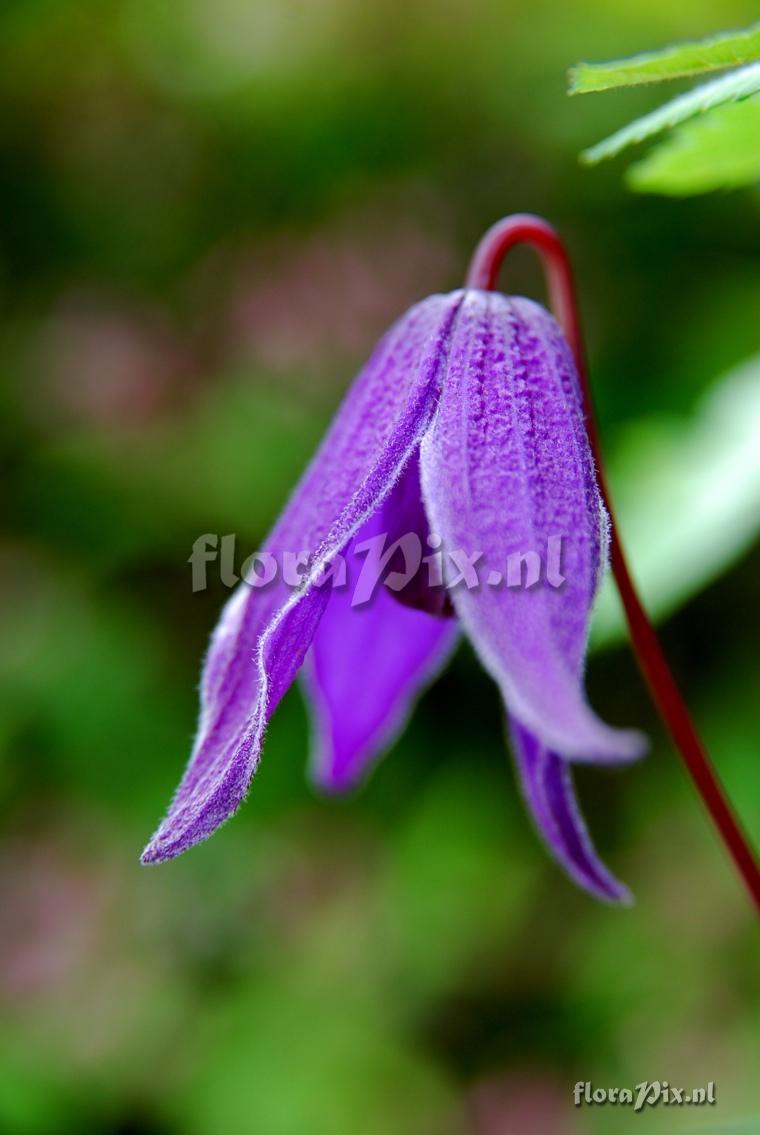 Clematis alpina