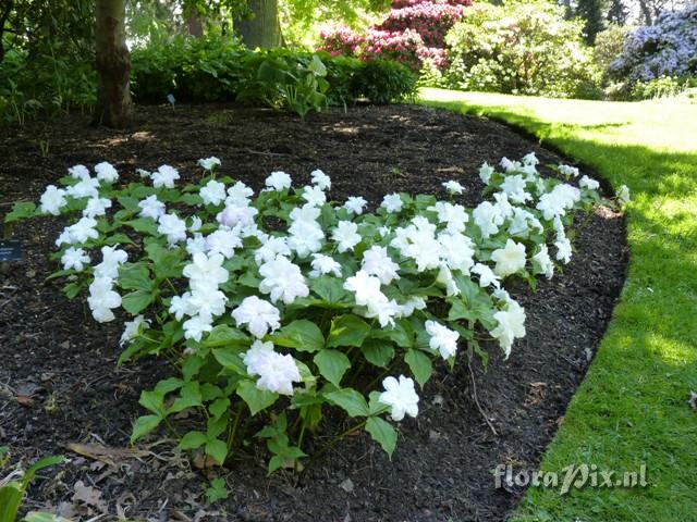 Trillium chloropetalum