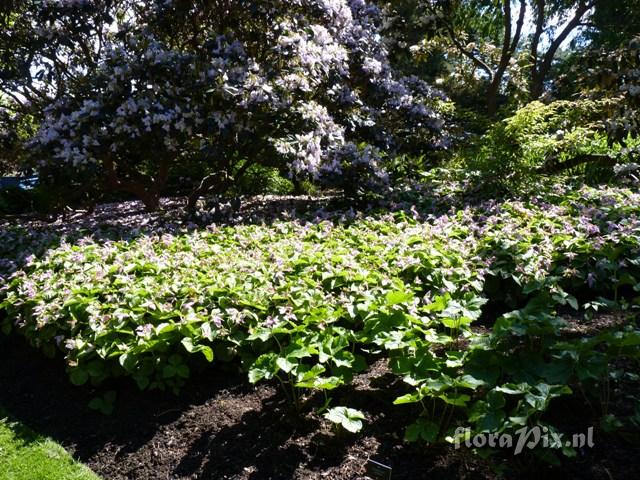 Trillium chloropetalum