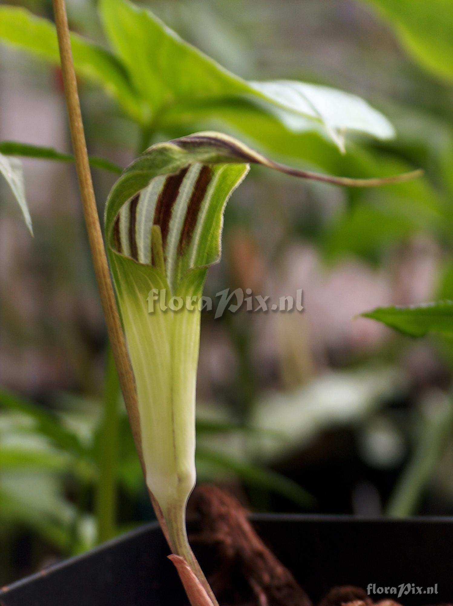 Arisaema cucullatum