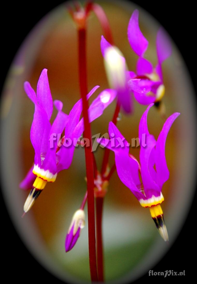 Dodecatheon