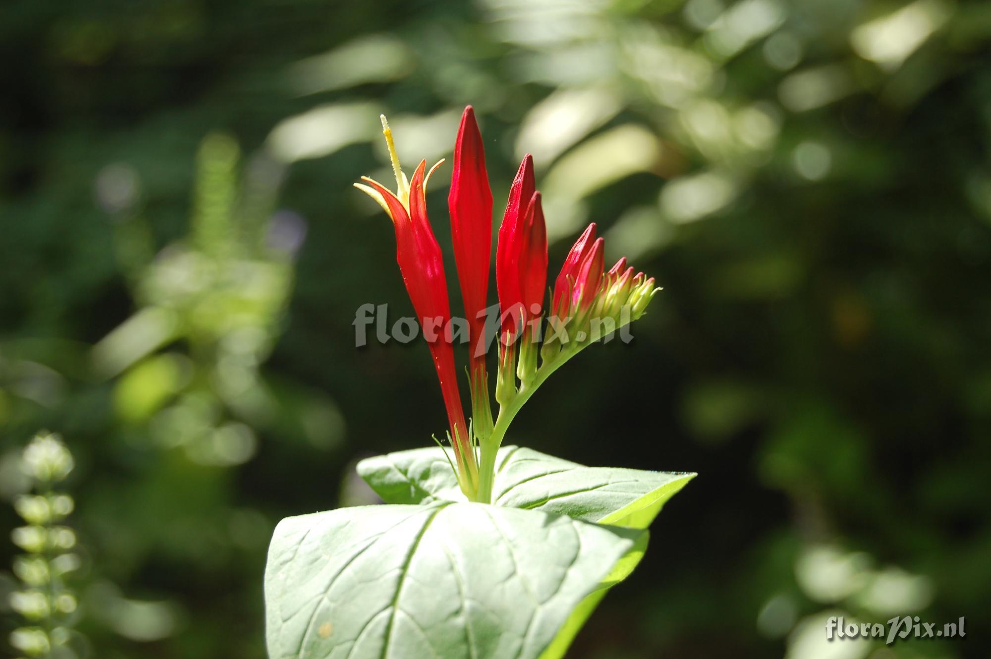 Spigelia marilandica