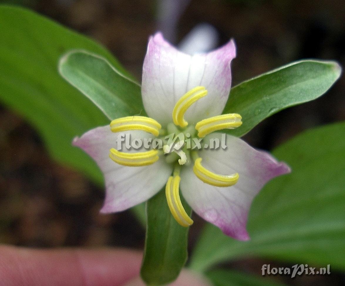 Trillium catesbaei