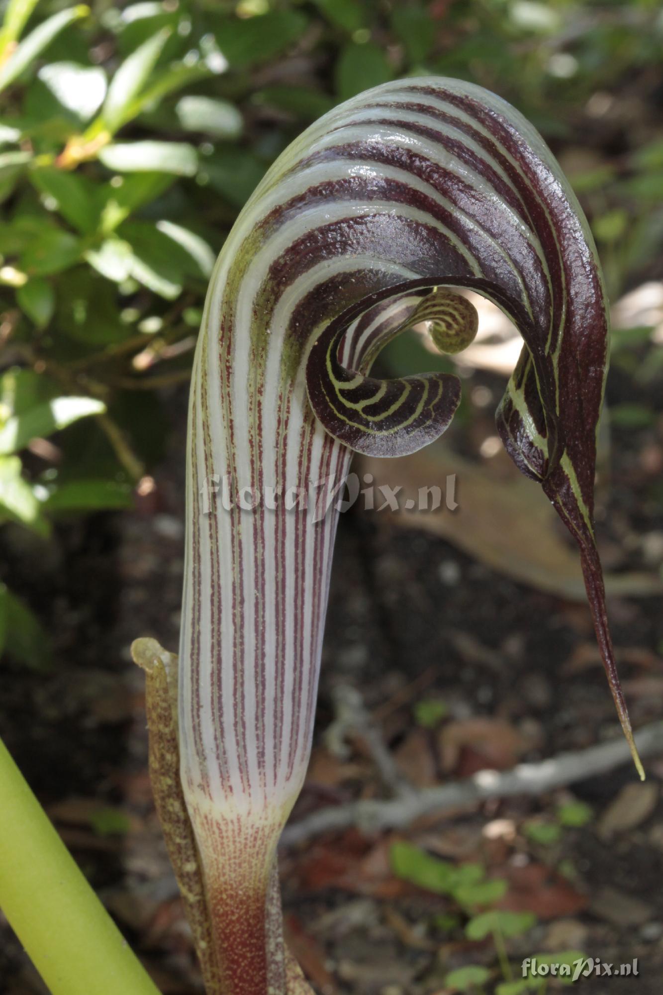 Arisaema franchetianum