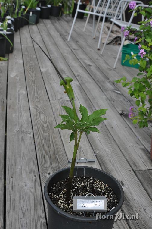 Arisaema tortuosum