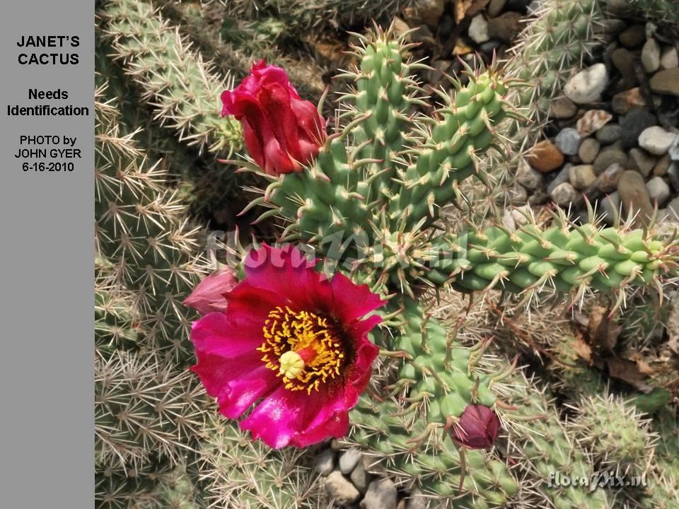 Opuntia sp. ?