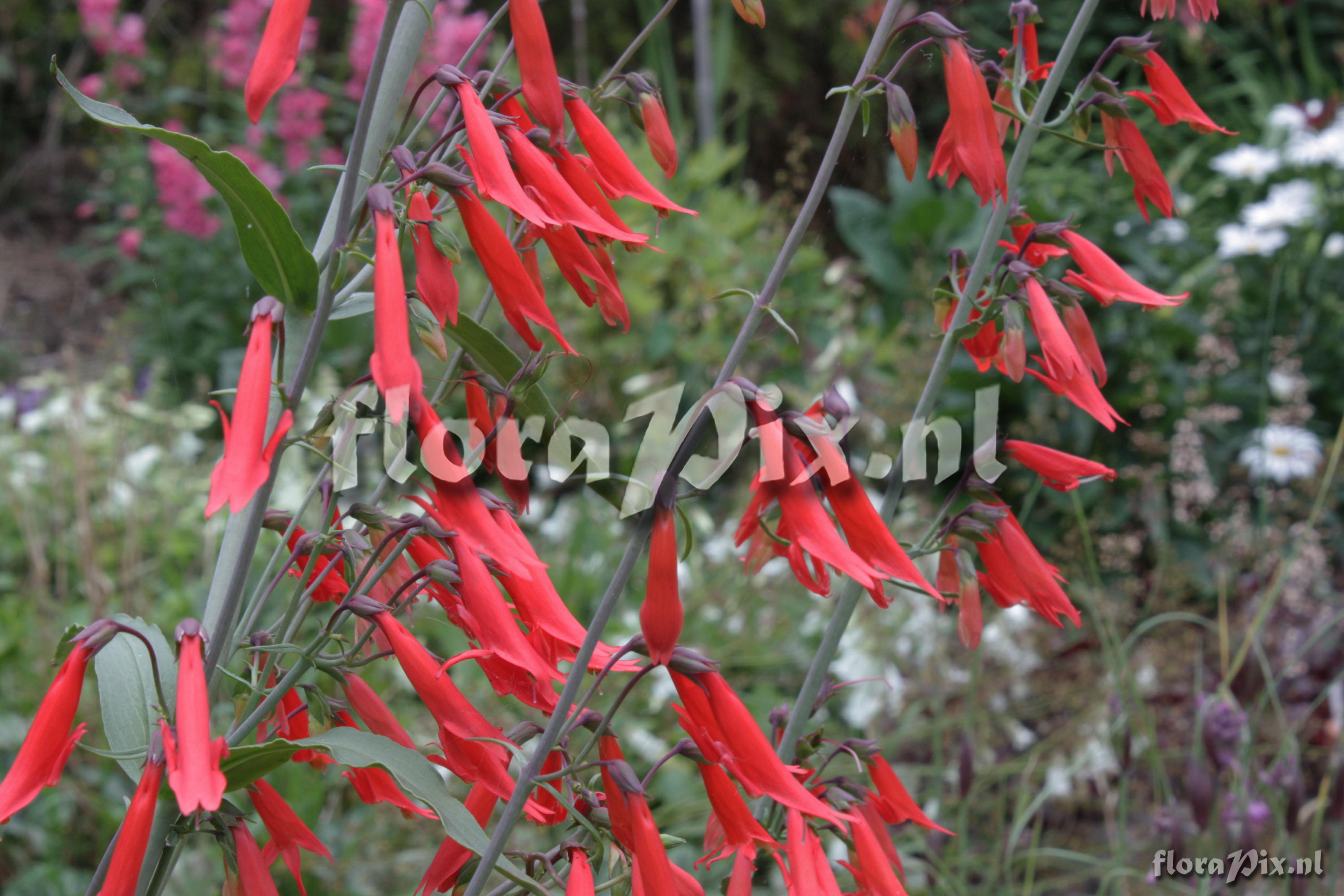 Penstemon barbatus