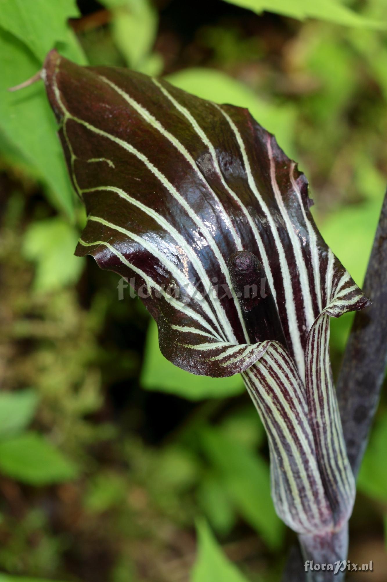 Arisaema triphyllum