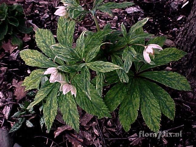 Helleborus thibetanus variegated