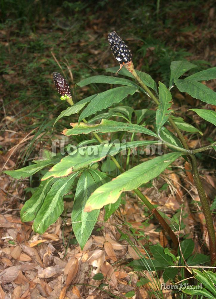 Arisaema aequinoctiale