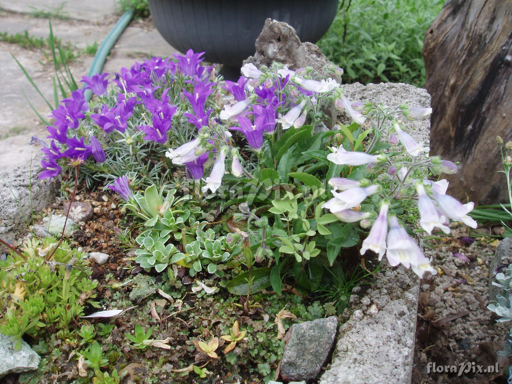 Penstemon hirsutus pygmaeus