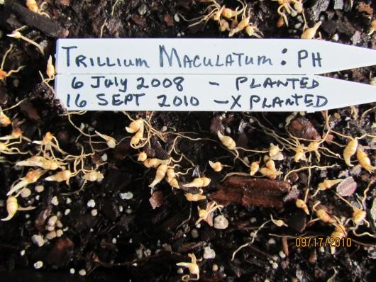 Trillium Maculatum (seedlings)