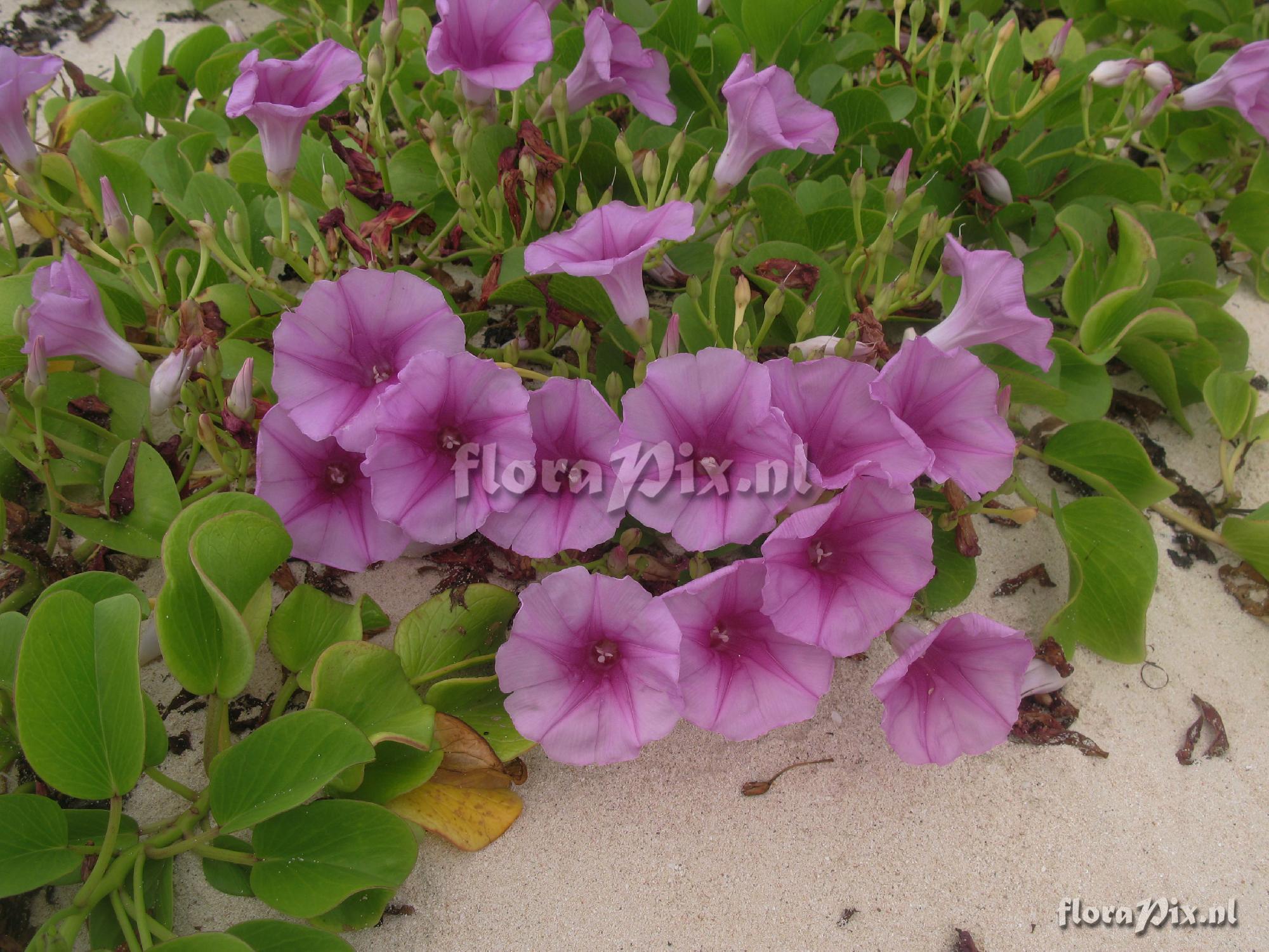 Ipomoea pes-caprae