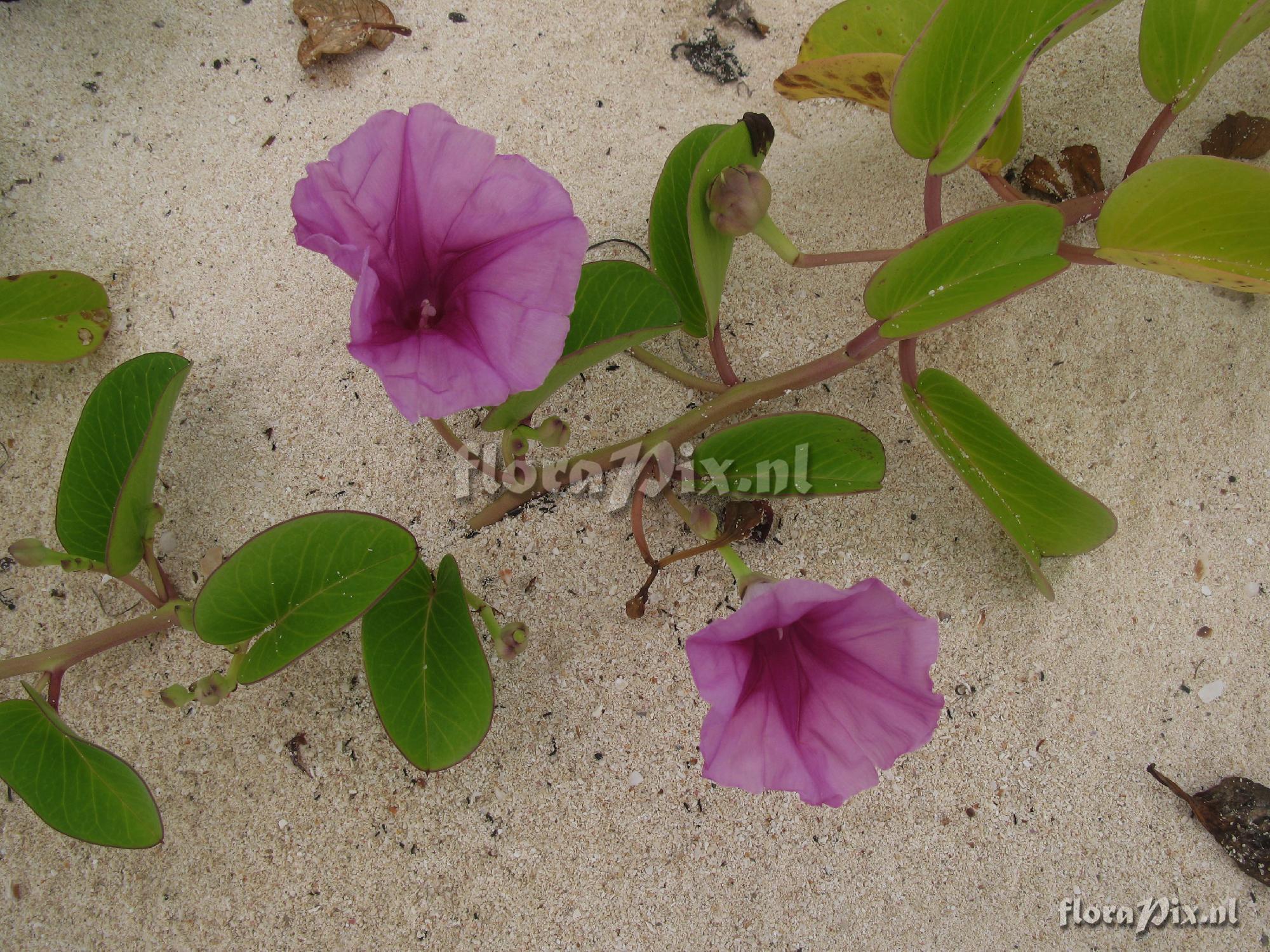 Ipomoea pes-caprae