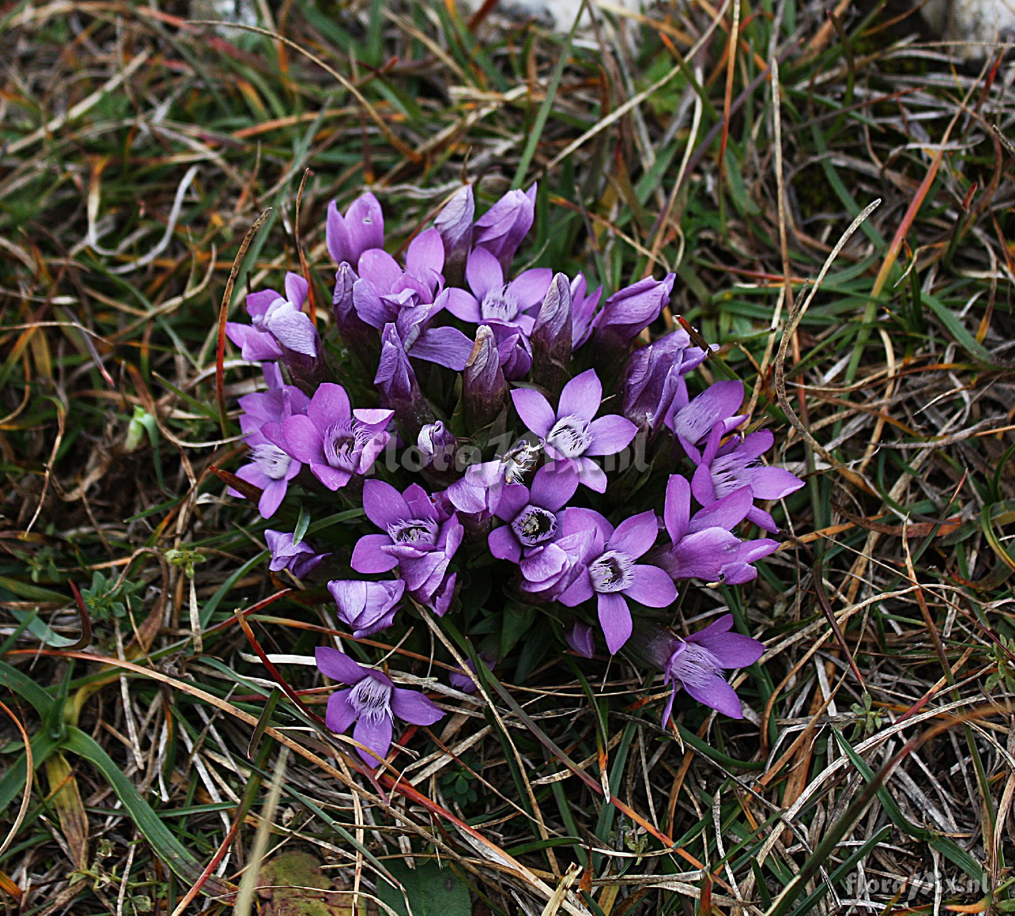 Gentianella germanica 