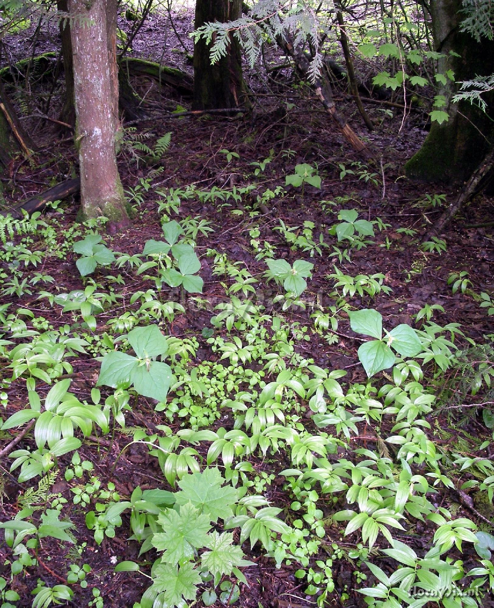 Trillium ovatum