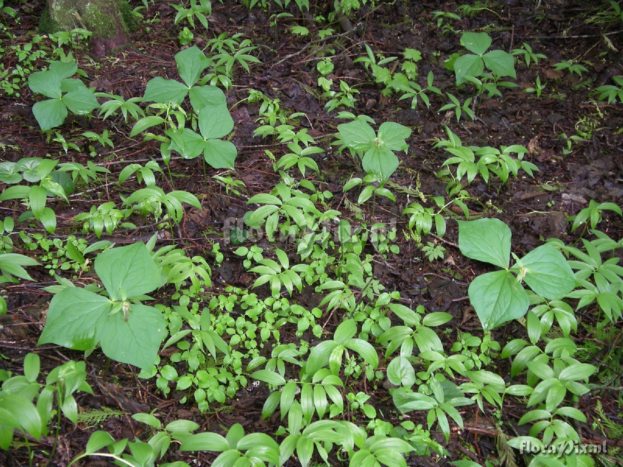 Trillium ovatum