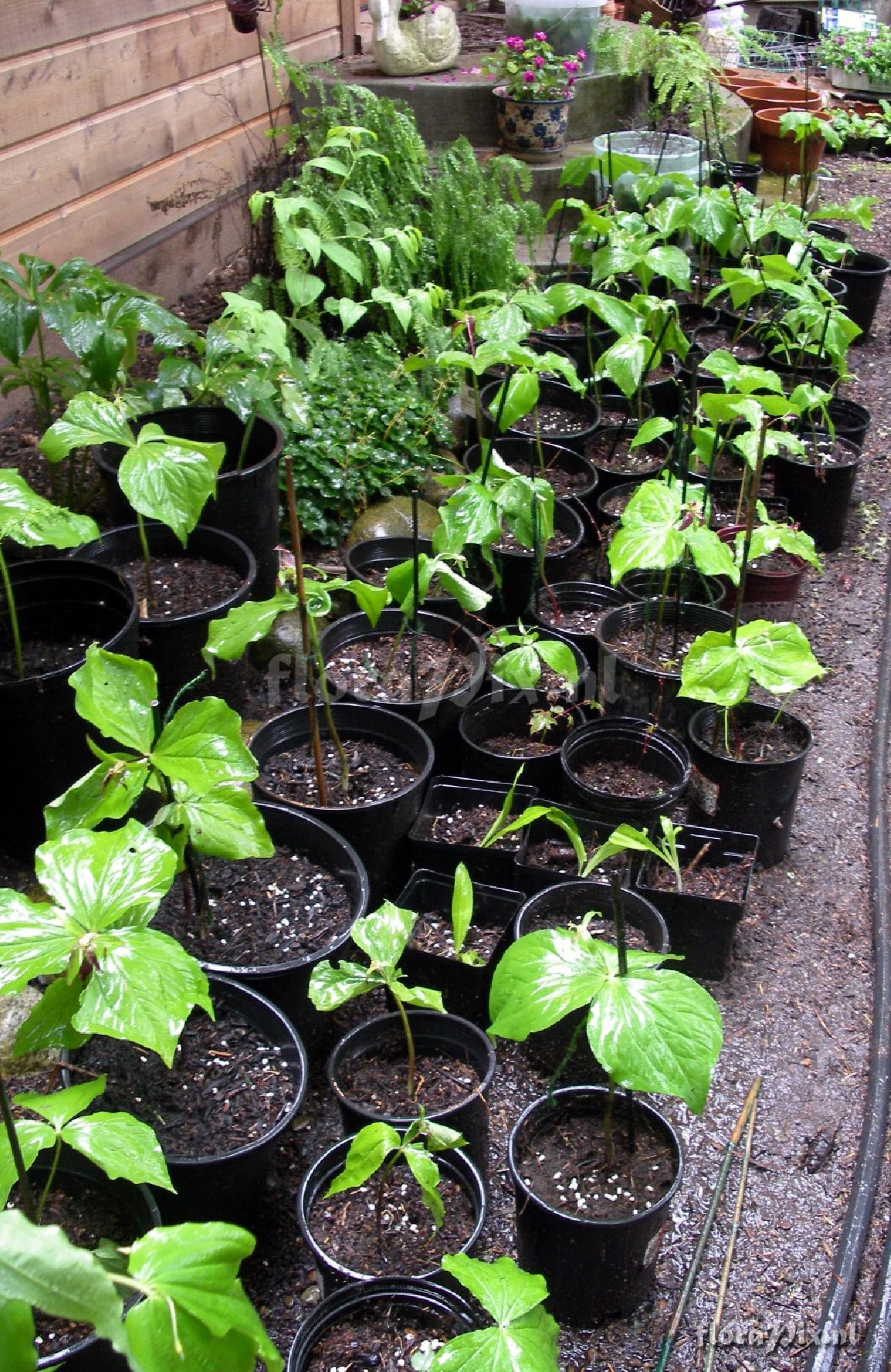 Trillium ovatum