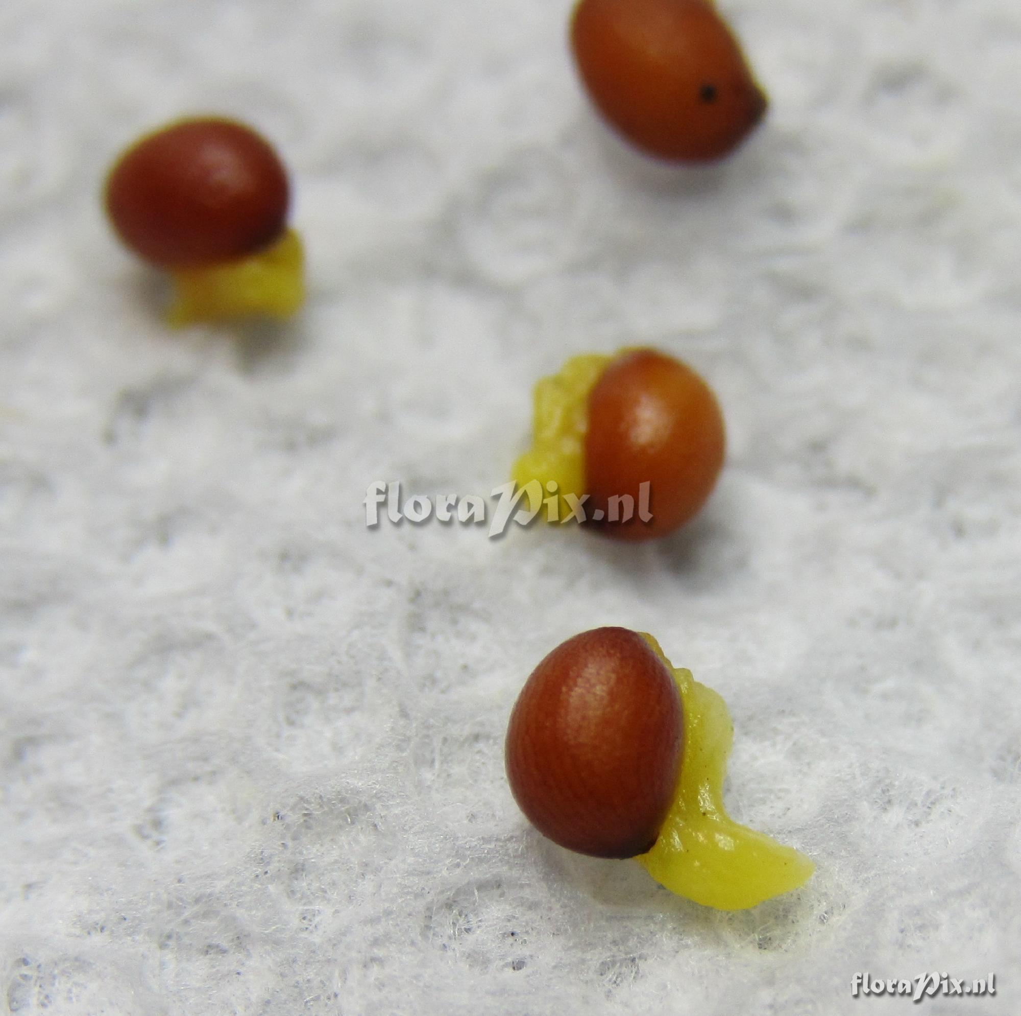 Trillium erectum f. beige seeds