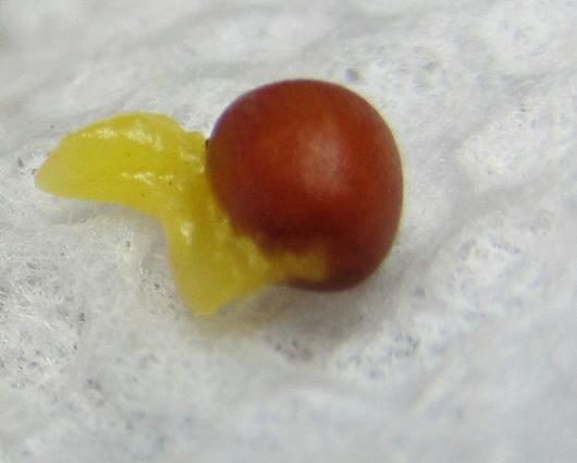 Trillium erectum f. beige seeds